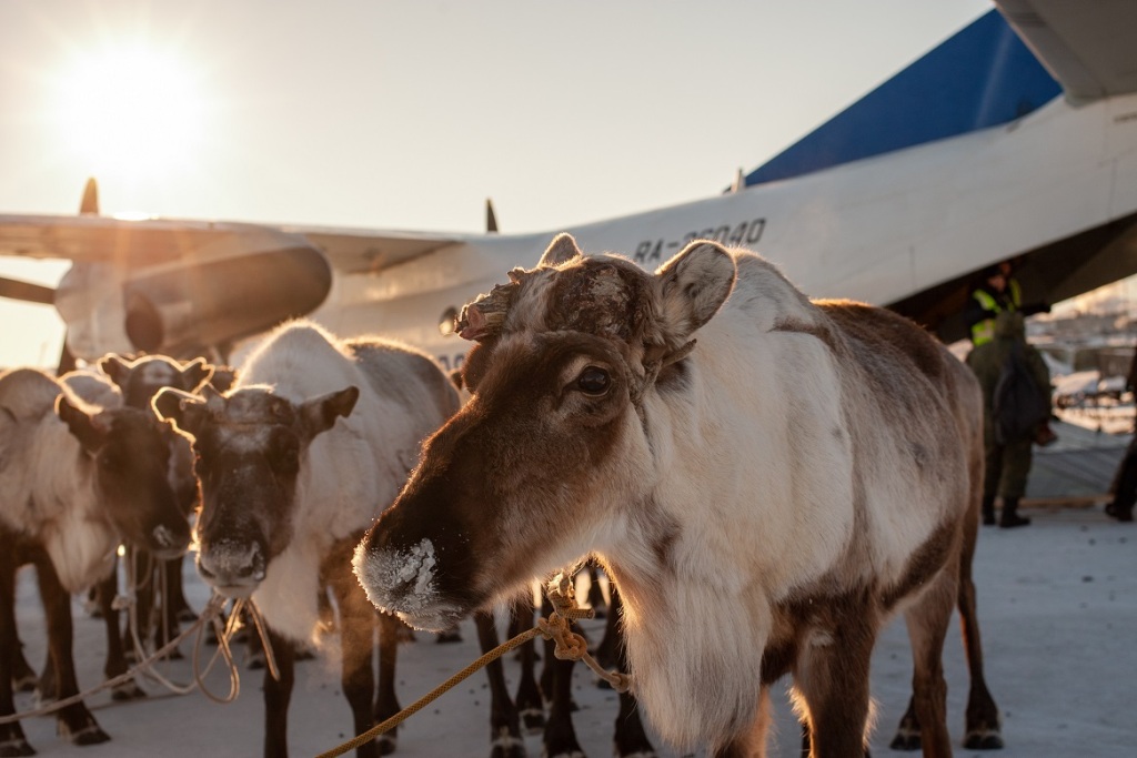 18-olenei-dostavil-pochtovyi-reis-iz-Tiksi-v-Yakutsk1_foto-press-slughby-....jpg