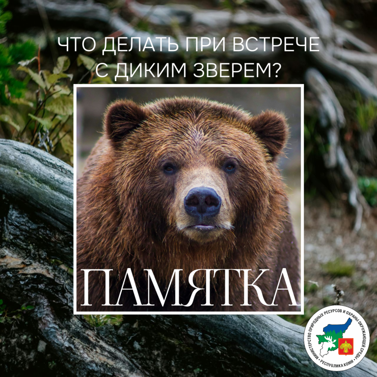 Chto-delat-pri-vstreche-s-dikim-zverem.png